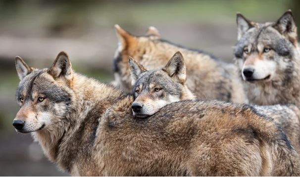 Sói đực Alpha không hề tồn tại trong tự nhiên!