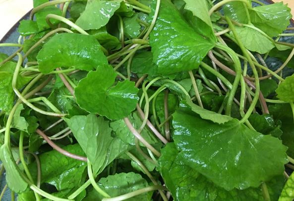 Công thức làm đẹp tuyệt vời từ rau má bạn gái chưa biết