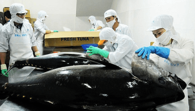 Tuna exports to France increased 203% in 7 months