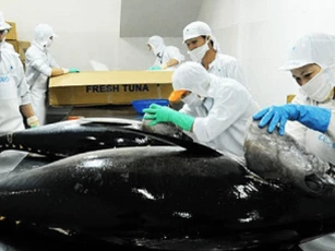 Tuna exports to France increased 203% in 7 months