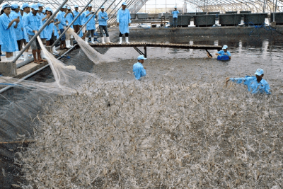 Application of AI in Vietnamese shrimp farms