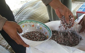 Hoạt động buôn bán, vận chuyển trái phép các chất ma túy vẫn diễn ra phức tạp