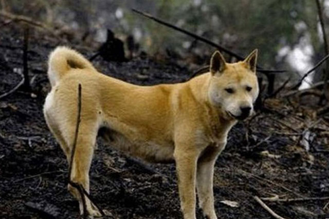 Các cụ dạy: 'Không sợ ma khóc, chỉ sợ chó hú': Ý nghĩa của câu nói này là gì?