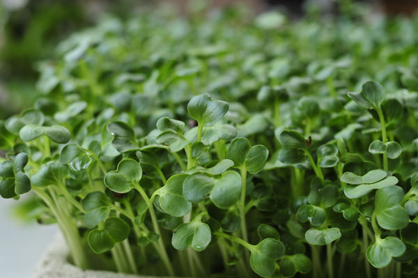 Thực phẩm ăn sống sẽ vô cùng hại sức khỏe