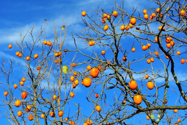Thầy phong thủy chỉ rõ 5 loại cây mang tài lộc vào nhà, 1 loại cấm kỵ kẻo hút âm khí, vận đen