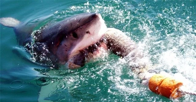 Hung thần biển cả: Đi tìm vụ cá mập tấn công con người lớn nhất từng được lịch sử ghi nhận! - Ảnh 1.