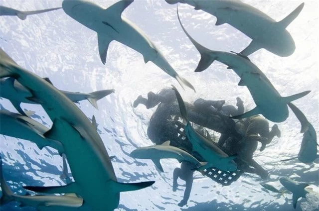 Hung thần biển cả: Đi tìm vụ cá mập tấn công con người lớn nhất từng được lịch sử ghi nhận! - Ảnh 3.