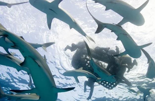 Hung thần biển cả: Đi tìm vụ cá mập tấn công con người lớn nhất từng được lịch sử ghi nhận!