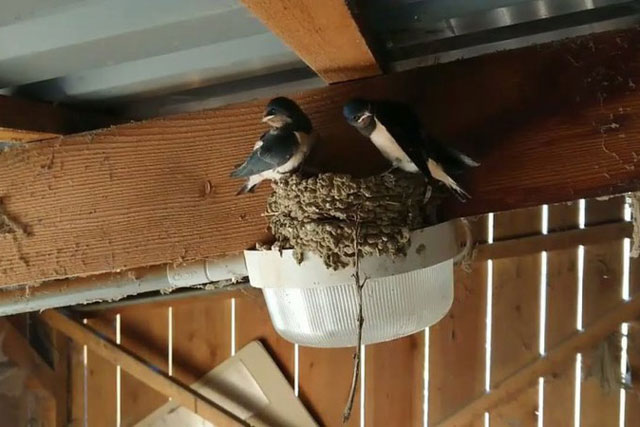 3 dị tượng nhưng là điềm lành cho biết Thần Tài đang "gõ cửa" đứng chờ, may mắn đến bất chợt