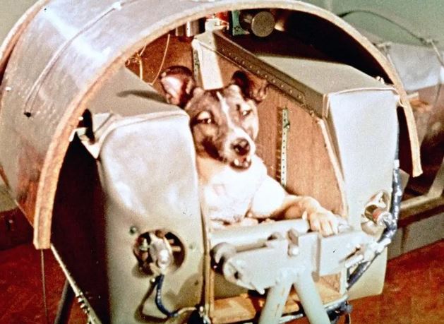 Những câu chuyện kỳ thú và đáng buồn nhất về các loài động vật trong không gian