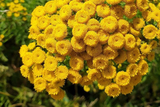 Những loài cây "đuổi ruồi muỗi" lý tưởng cho mùa hè