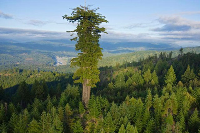 Đứng cạnh cây cao nhất thế giới sẽ bị phạt tù