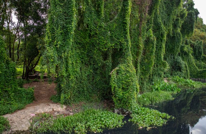 Công viên "treo" 21 năm được yêu thích bất ngờ vì như một cánh rừng