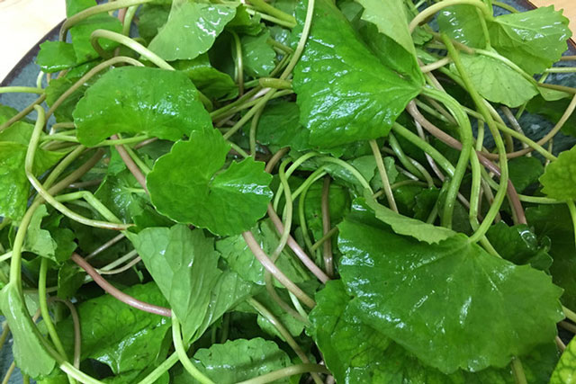 Người tiêu dùng không được mắc phải khi dùng nước rau má giải nhiệt