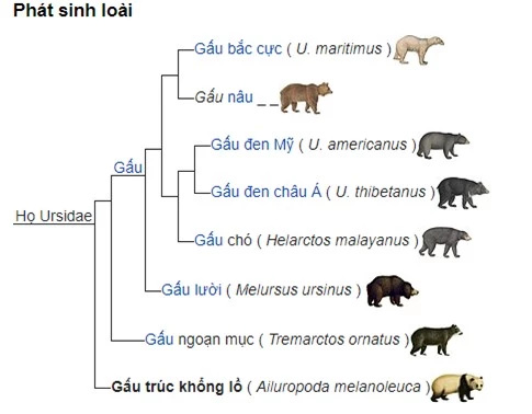 Quê hương gấu trúc có thể không phải ở Trung Quốc, mà là Châu Âu - Ảnh 6.