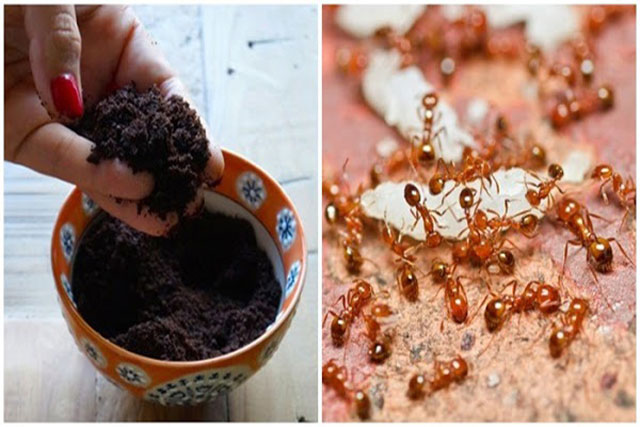 Chỉ với nguyên liệu quen thuộc có thể đuổi kiến khỏi nhà vĩnh viễn