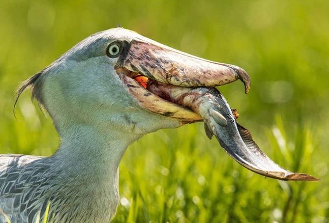 Loài chim hung tợn nhất thế giới: Sở hữu bộ mặt "khó ở" đủ biết phải tránh xa