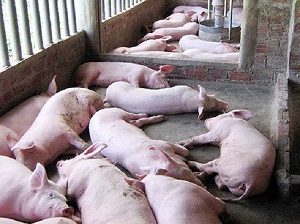 Đề xuất hỗ trợ thiệt hại do bệnh dịch tả lợn châu Phi