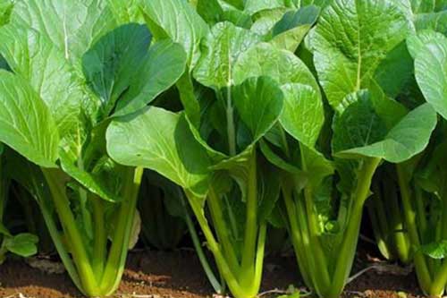 6 loại thực phẩm dễ gây đầy bụng khó tiêu, cản trở tiêu hóa