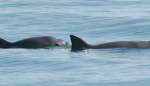 Hy vọng mong manh cho loài cá heo sắp tuyệt chủng ở Mexico