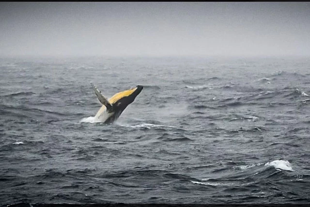 Cá voi lưng gù sống trên vùng biển Bellingshausen ở Nam Cực. Ảnh: Sputnik