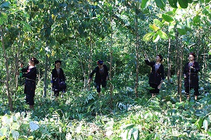 32% tổng diện tích rừng được chứng nhận quản lý bền vững mang thương hiệu VFCS