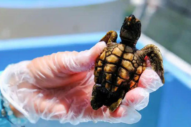 Trời nóng, tất cả con non của một loài biến thành giống cái