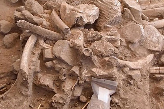 Phát hiện trong sân sau của nhà cổ sinh vật học tiết lộ về người tiền sử ở Bắc Mỹ