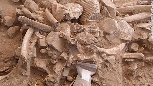 Một đống xương sườn, xương sọ bị gãy, một chiếc răng hàm, các mảnh xương và đá cuội được phát hiện trong một cuộc khai quật một địa điểm nơi giết thịt voi ma mút. Ảnh: CNN.