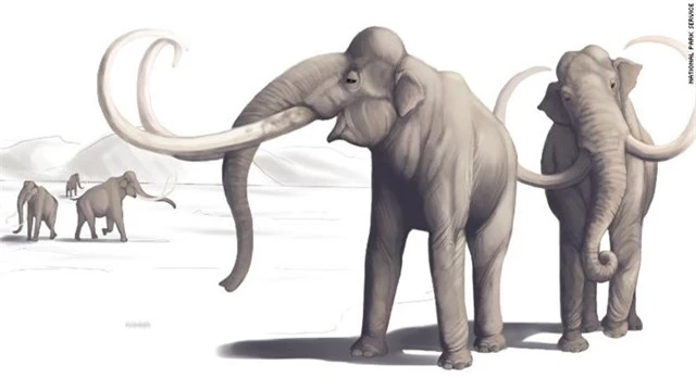 Hình minh họa này mô tả những con voi ma mút trông như thế nào từ hàng nghìn năm trước. Ảnh: CNN.
