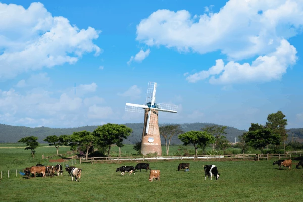 Trang trại bò sữa Vinamilk Organic Đà Lạt.