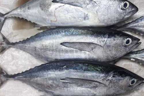 3 loại cá là "vựa chứa" kim loại nặng, tuyệt đối không được ăn kẻo phá hỏng nội tạng