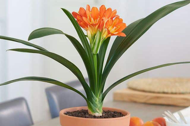 5 loại cây tượng trưng cho Phúc - Lộc - Tài, đem trồng trong bếp gia đạo càng hưng thịnh