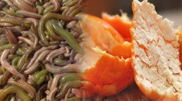 Loại đặc sản nhìn rùng mình mà nhiều người mê, bổ hơn thịt bê nhưng cũng dễ gây nhập viện