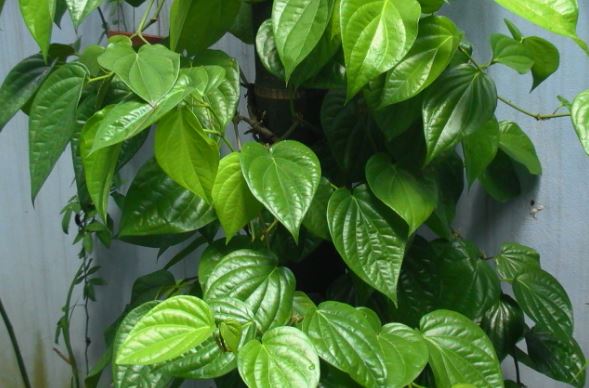 Trị hăm tã cho trẻ bằng cách sử dụng lá trầu