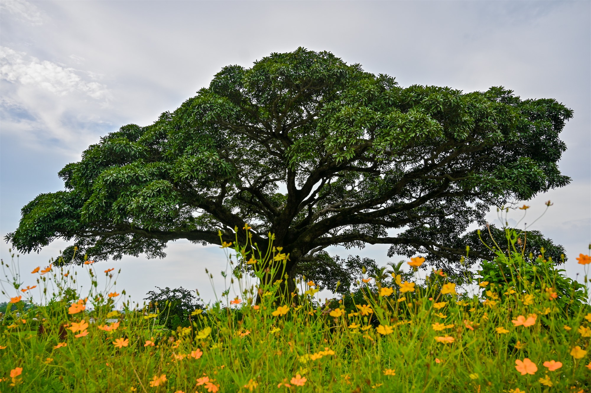 Những cây cổ thụ xanh tốt nghìn năm, thách thức thời gian ở thủ đô Hà Nội - Ảnh 1.