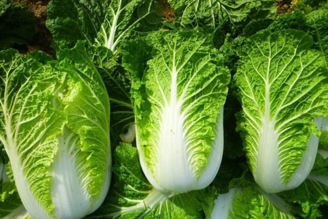 Rau cải thảo xanh tốt hay trắng tốt hơn? Chuyên gia bật mí rau có dấu hiệu này thì đừng nên mua