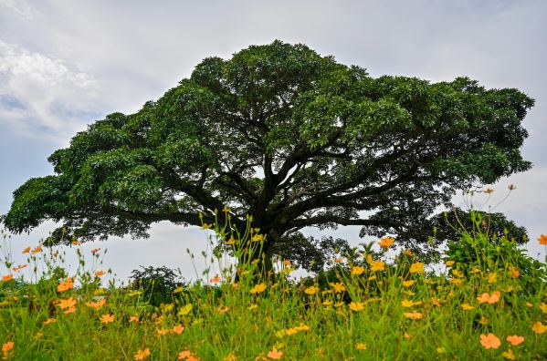 Những cây cổ thụ xanh tốt nghìn năm, 'thách thức' thời gian ở thủ đô Hà Nội