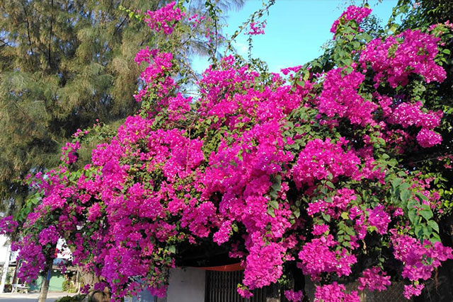 Làm 3 điều này, hoa giấy nở rực rỡ quanh năm