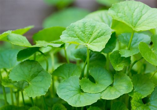 Rau má - dùng không đúng cách sẽ hại sức khỏe