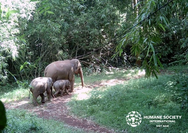 Voi được bảo tồn theo Chương trình giám sát quần thể voi tại Đồng Nai.