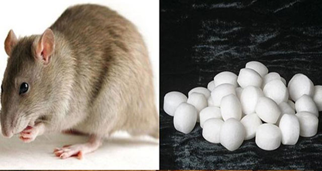 10 cách đuổi chuột ra khỏi nhà vĩnh viễn, vừa đơn giản lại rẻ tiền, ai làm cũng được