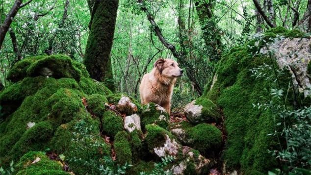 Chàng trai cùng cún cưng đi bộ vòng quanh thế giới suốt 7 năm ảnh 2