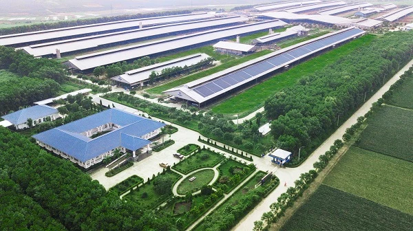 Hệ thống trang trại sinh thái Vinamilk Green Farm được xây dựng tại Tây Ninh, Quảng Ngãi, Thanh Hóa với quy mô đàn bò sữa 20.000 con.