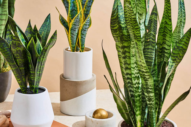 Bật mí 6 loại cây cảnh chiêu tài vượng lộc, chủ nhà trồng 1 cây sẽ đổi vận không ngờ