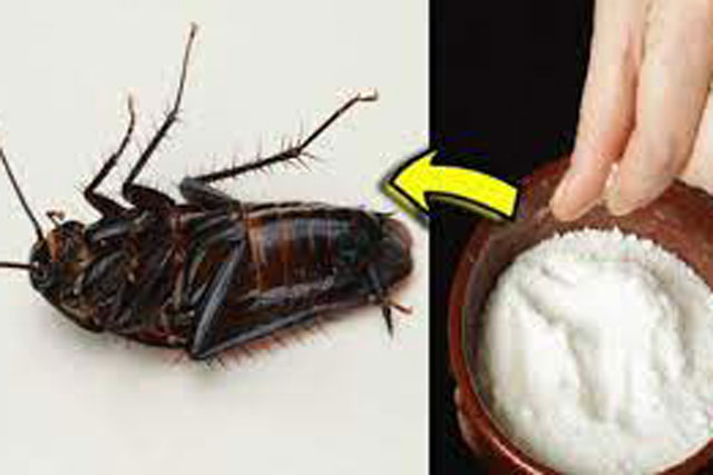 9 mẹo đuổi gián ra khỏi nhà vĩnh viễn, đơn giản ai cũng làm được mà không cần hóa chất