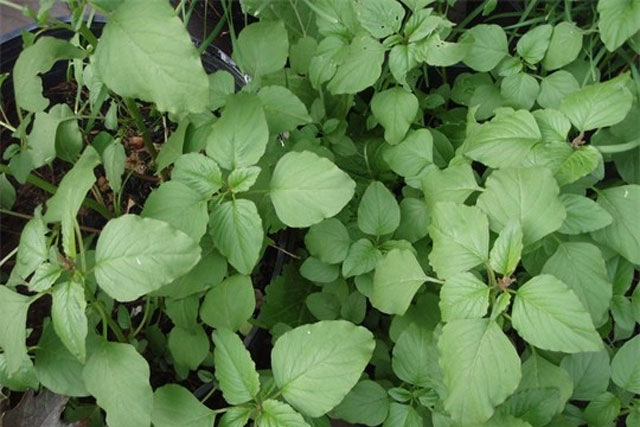 4 loại rau mọc hoang ngon hơn thịt bổ hơn thuốc, nhà nghèo hay nhà giàu đều mua được