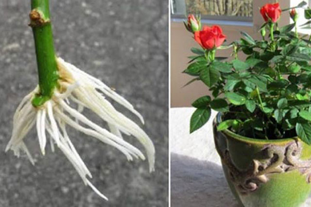 Mách bạn cách trồng hoa hồng đơn giản tại nhà, không tốn kém, ra nhiều hoa chỉ sau 1 tháng