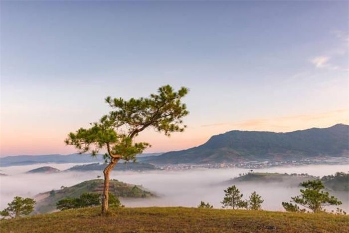  Cây cô đơn tại Đà Lạt, Lâm Đồng nằm trên đồi chè Cầu Đất, là điểm đến check-in và săn mây nổi tiếng tại đây. Ảnh: samuelbrowng. 