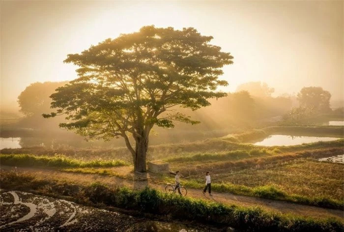  Sau khi xuất hiện trong bộ phim Mắt Biếc, địa điểm ở Huế này trở thành điểm đến của nhiều khách du lịch. Cây cô đơn này nằm tại làng Hà Cảng. Ảnh: Phim Mắt Biếc. 